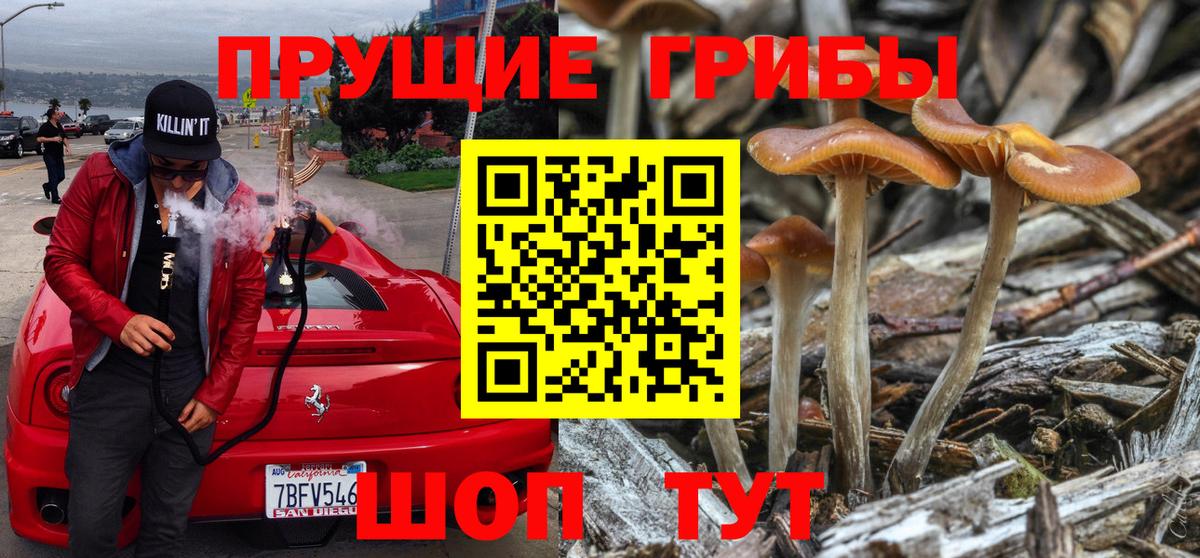 Кудрово  Галлюциногенные грибы мицелий  Вход с VPN  Галлюциногенные грибы Psilocybe 